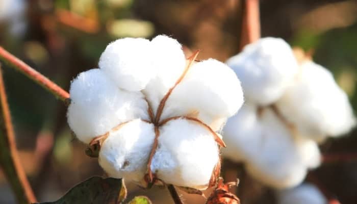 cotton natural fiber for garment bags