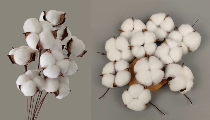 cotton plant