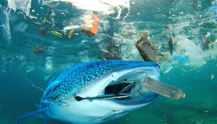 Ocean plastic pollution