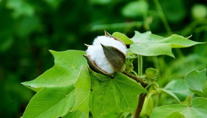cotton plant images