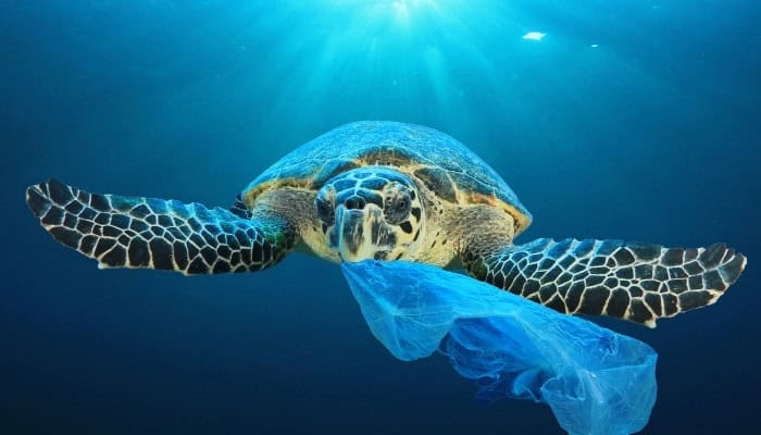 how many animals die from plastic bags